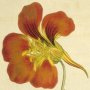Greater Indian Cress, Nasturtium, Canary Bird Vine, Canary Bird Flower, Flame Flower