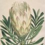 Honey Bearing Protea