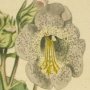 Horn Capsuled Martynia, Common Unicorn Plant, Common Devil's Claw, Ram's Horn, Proboscis Flower, Elephant Tusk