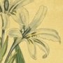 Hyacinth Scented Babiana