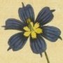Iris Leaved Sisyrinchium, Blue Eyed Grass