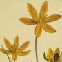 Large Flowered Serrate Leaved Hypoxis