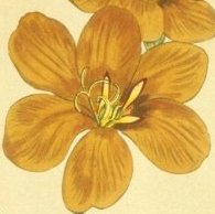 Late Flowering Tritonia