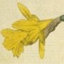 Least Daffodil, Daffodil
