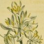 Lesser Grass Leaved Phalangium, St. Bernard's Lily