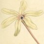 Long Flowered Ixia