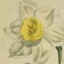 Many Flowered Narcissus of the Levant, Buch Flowered Narcissus, Polyanthus Narcissus, Daffodil
