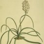 Narrow Leaved Lachenalia, Wild Hyacinth