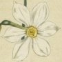 Narrow Leaved Narcissus, Poet's Narcissus, Pheasant's Eye Narcissus, Daffodil