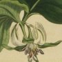 Nodding Flowered Trillium, Wood Lily, Birthroot, Wake Robin, Stinking Benjamin