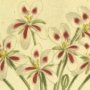 Nonesuch Pelargonium, Crane's Bill