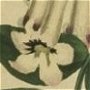 Norfolk Island Trumpet Flower, Wonga Wonga Vine
