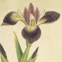 Particolored Iris, Iris