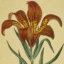 Pensylvanian Lily