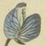 Perennial Lupine, Sundial Lupine, Wild Lupine, Lupine