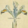 Persian Iris, Persian Flower de luce, Flag, Sword Lily, Iris