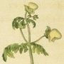 Pinnated Slipper Wort, Slipper Flower, Slipperwort, Pocketbook Flower, Pouch Flower