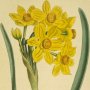 Polyanthus Narcissus, Bunch Flowered Narcissus, Polyanthus Narcissus, Daffodil