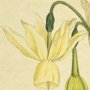 Reflexed Daffodil, Daffodil, Angel's Tears