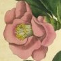 Rose Camellia