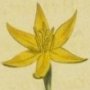 Saw Leaved Hypoxis
