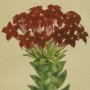 Scarlet Flowered Crassula