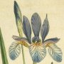 Siberian Iris, Flag, Fleur de lis, Sword Lily
