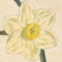 Slender Narcissus, Daffodil