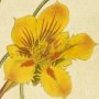 Small Tropaeolum, Indian Cress, Nasturtium, Canary Bird Vine, Flame Flower
