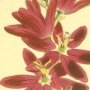 Spreading Flowered Ixia, Crimson Ixia
