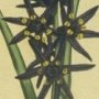 Star Flowered Melanthium