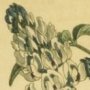 Striped Flowered Psoralea, Culen Scurt Pea