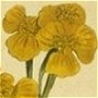 Sweet Scented Tagetes, Chili Marigold, Sweet Mace, Sweet Scented Marigold, Sweet Scented Mexican Marigold
