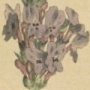 Toothed Leaved Lavender