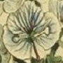 Veined Flowered Speedwell
