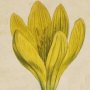 Yellow Amaryllis, Yellow Colchicum