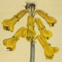 Yellow Flowered Lachenalia