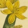 Yellow Flowered Marica