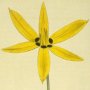 Yellow Flowered Star Hypoxis