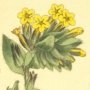 Yellow Gromwell, Bugloss
