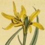 Yellow Melanthium