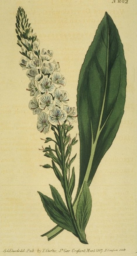 Veronica gentianoides - Curtis's Botanical