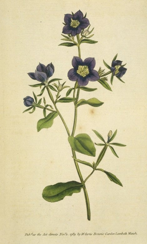 Legousia speculum-veneris - Curtis's Botanical