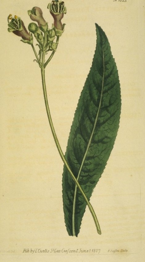 Rhytidophyllum tomemtosum - Curtis's Botanical