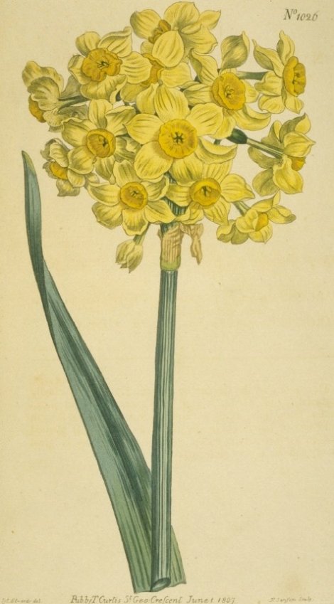 Narcissus orientalis (delta) - Curtis's Botanical