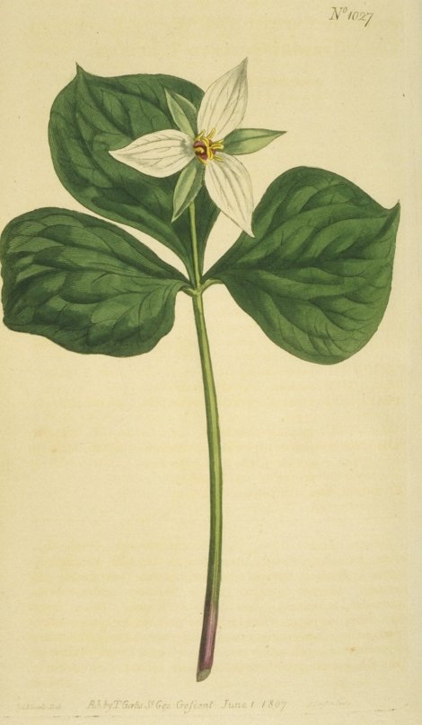 Trillium erectum - Curtis's Botanical