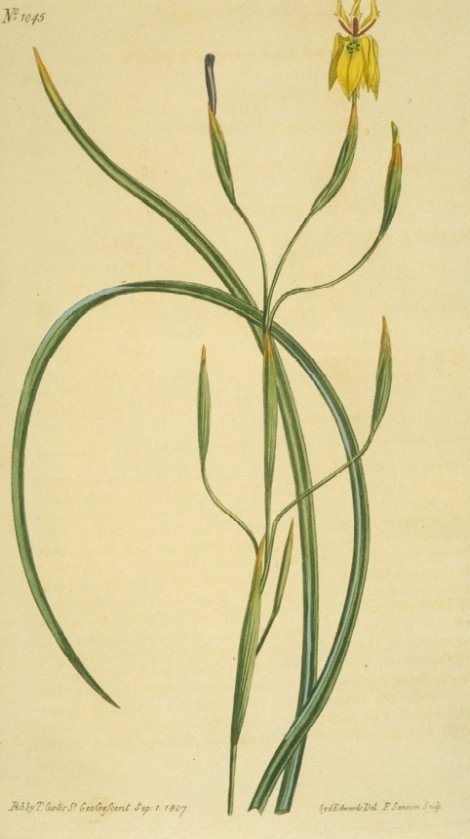 Moraea bituminosa - Curtis's Botanical