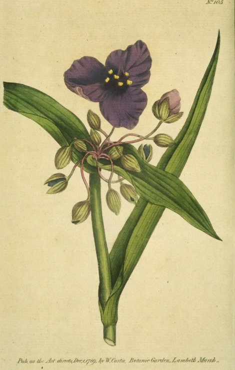Tradescantia virginiana - Curtis's Botanical