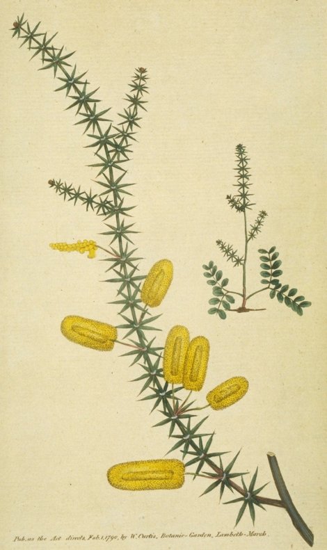 Acacia verticillata - Curtis's Botanical