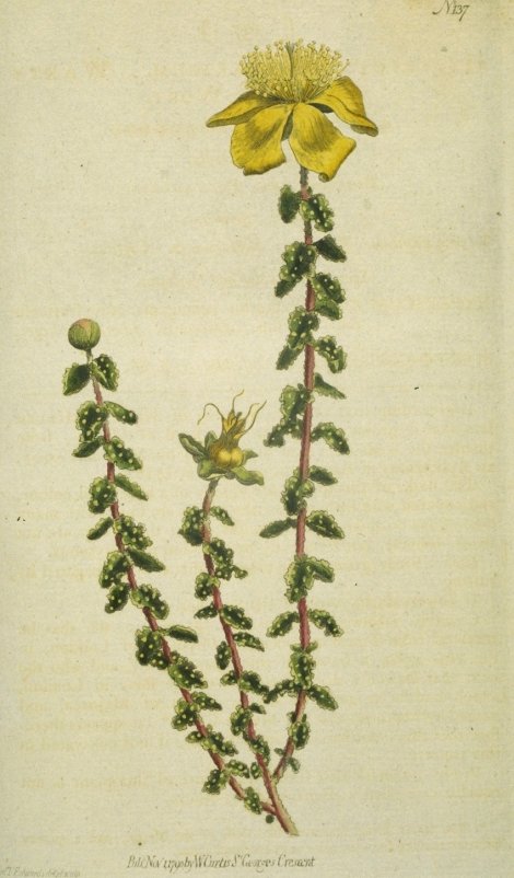 Hypericum balearicum - Curtis's Botanical